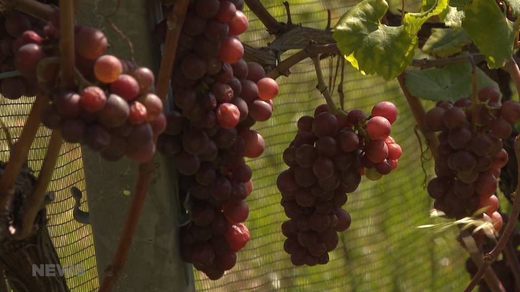 Winzerfest am Bielersee: Zwei Seeufer, unterschiedliche Entscheide