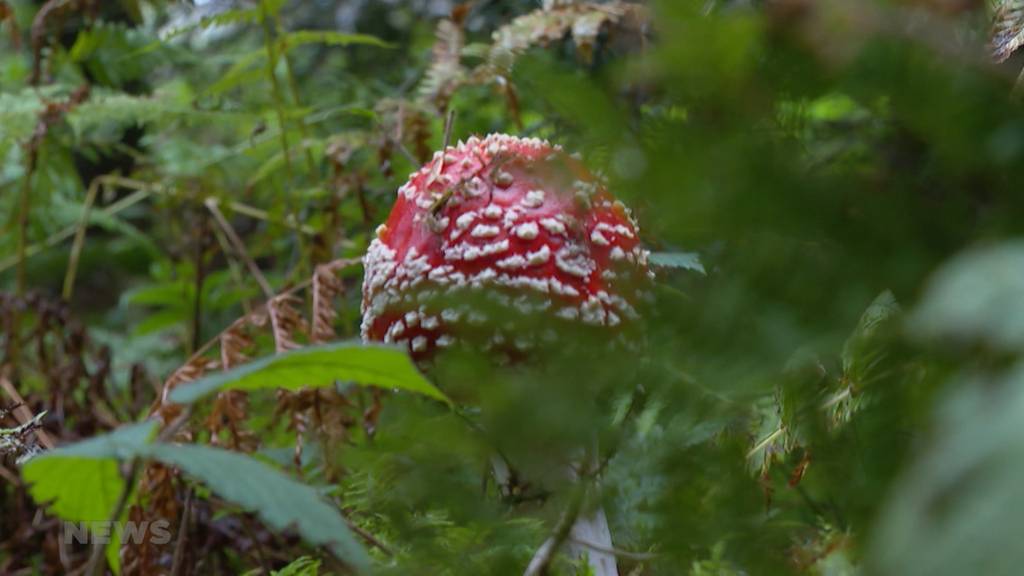 Pilz-Sammeln erlebt einen Boom