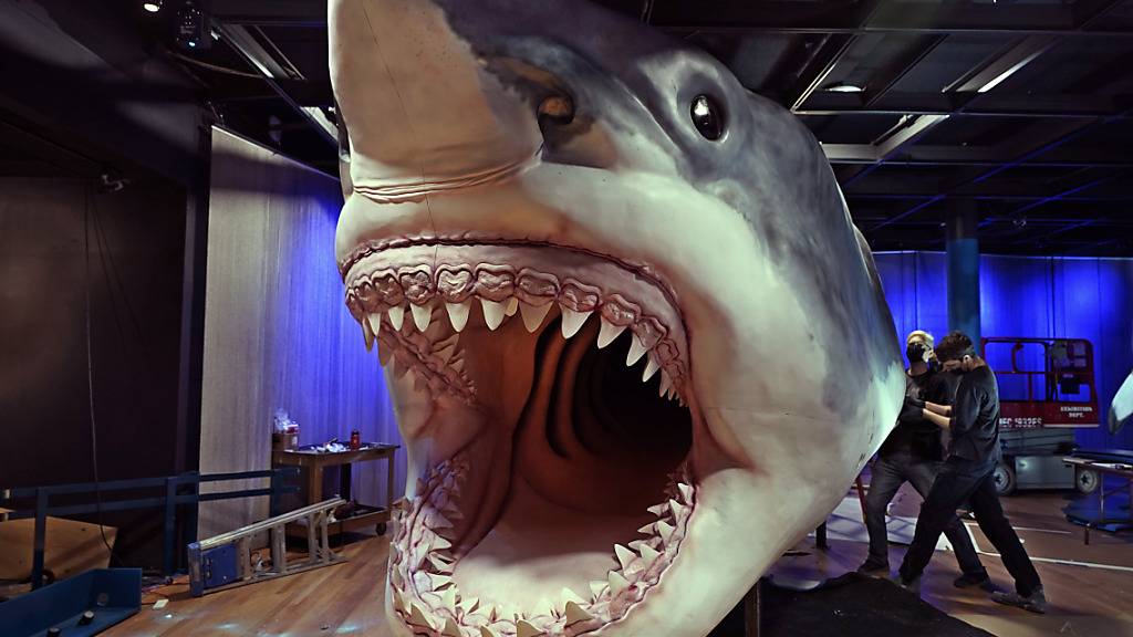 Neue Analysen zeigen laut Forschern, dass der Ur-Hai Megalodon wohl gar nicht so rundlich und stämmig war wie sein moderner Verwandter der Weisse Hai. Im Bild: Ein Megalodon-Modell im Naturhistorischen Museum in New York. (Archivbild)