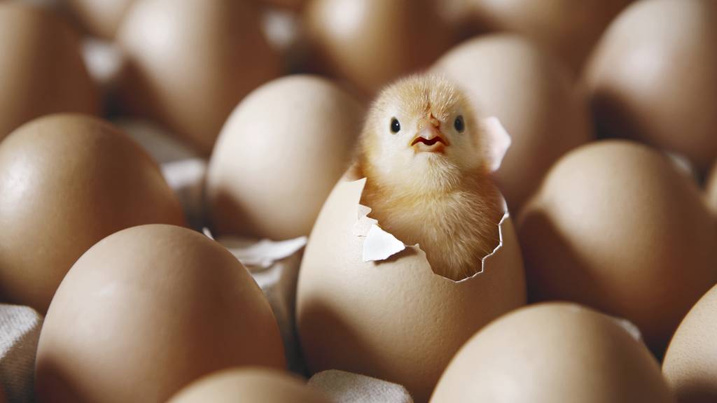 Huhn oder Ei