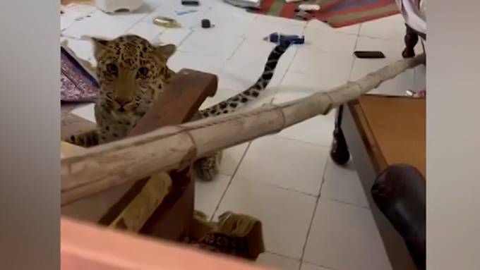 Leopard randaliert in Hotelzimmer in Indien