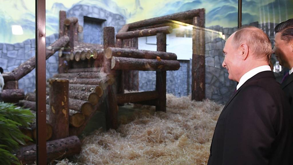 ARCHIV - Wladimir Putin und Xi Jinping, Präsident von China, schauen sich bei der Eröffnung des Panda-Pavillons im Moskauer Zoo einen Panda an. Jinping hat dem Zoo in Moskau offiziell zwei Pandas übergeben. Foto: Alexander Vilf/Pool Sputnik Kremlin/AP/dpa