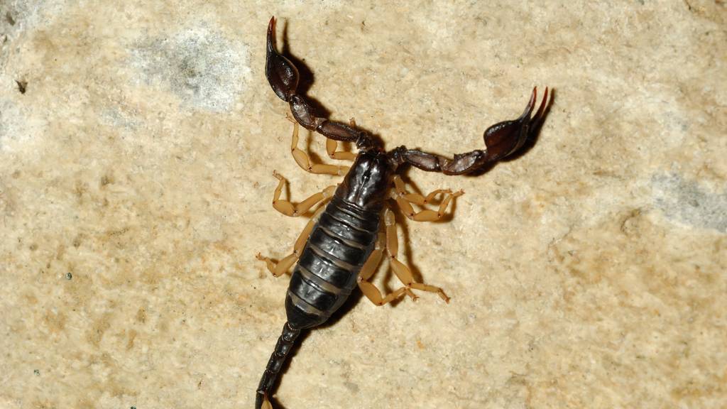Alle in Europa lebenden Skorpion-Arten sind für den Menschen harmlos. (Bild: iStock)