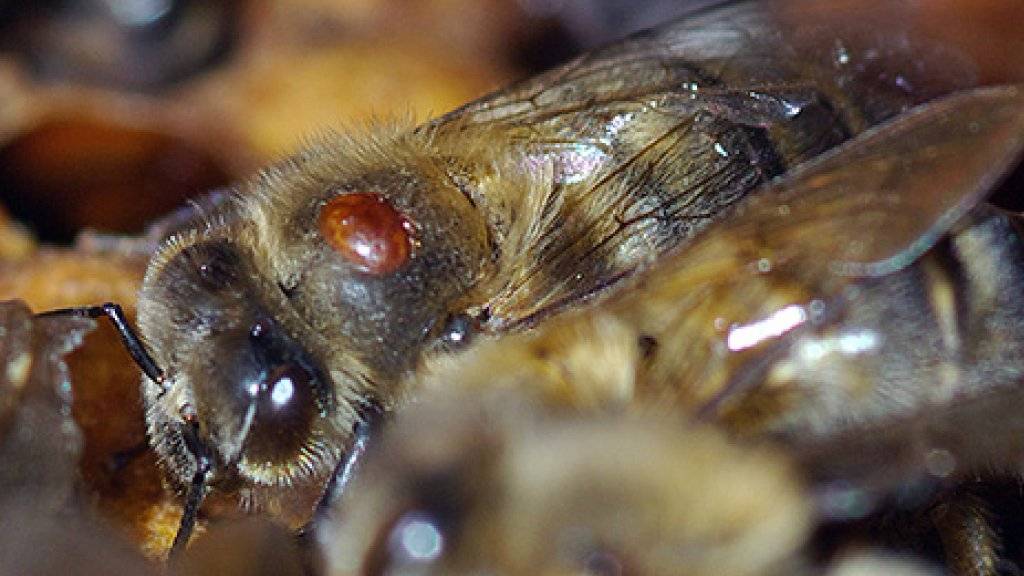 Die Varroamilbe tritt seit 1984 in der Schweiz auf und vermag ganze Bienenvölker zu zerstören.