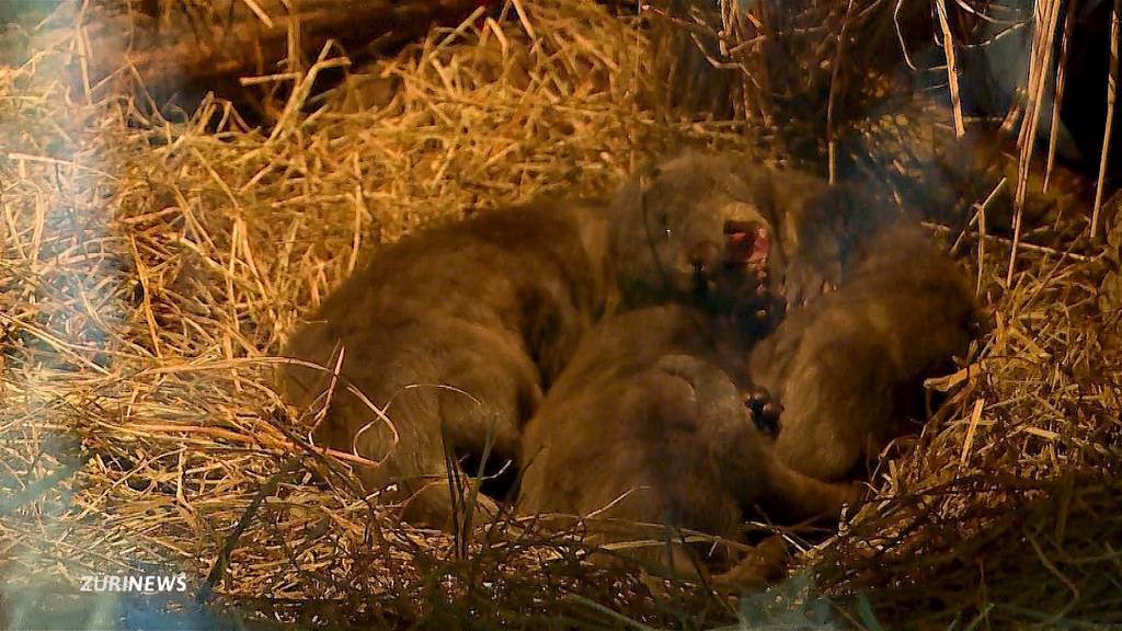 Herziger Zuwachs: Drei Fischotter im Zoo Zürich geboren