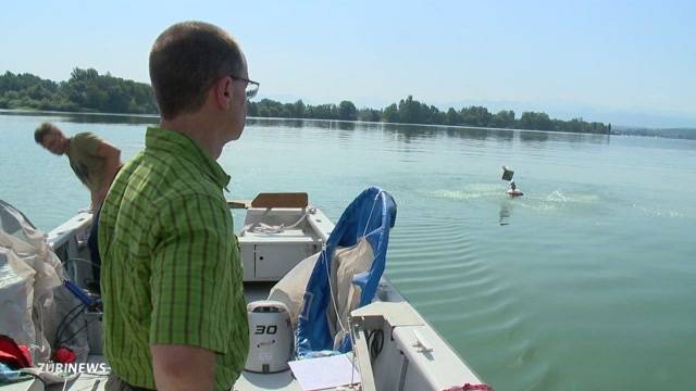 Grosses Fischleiden im Greifensee