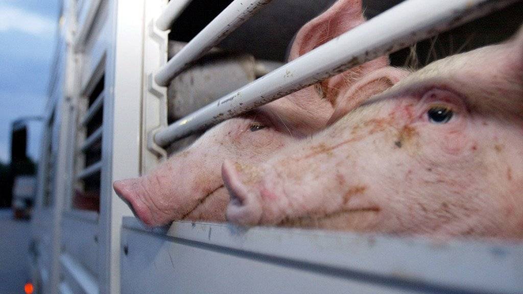 Ein Ostschweizer Schweinemäster, der am Dienstag in Uznach vor Gericht stand, soll Gross-Schlachtereien betrogen haben. Ausserdem wird ihm Tierquälerei vorgeworfen. (Symbolbild)