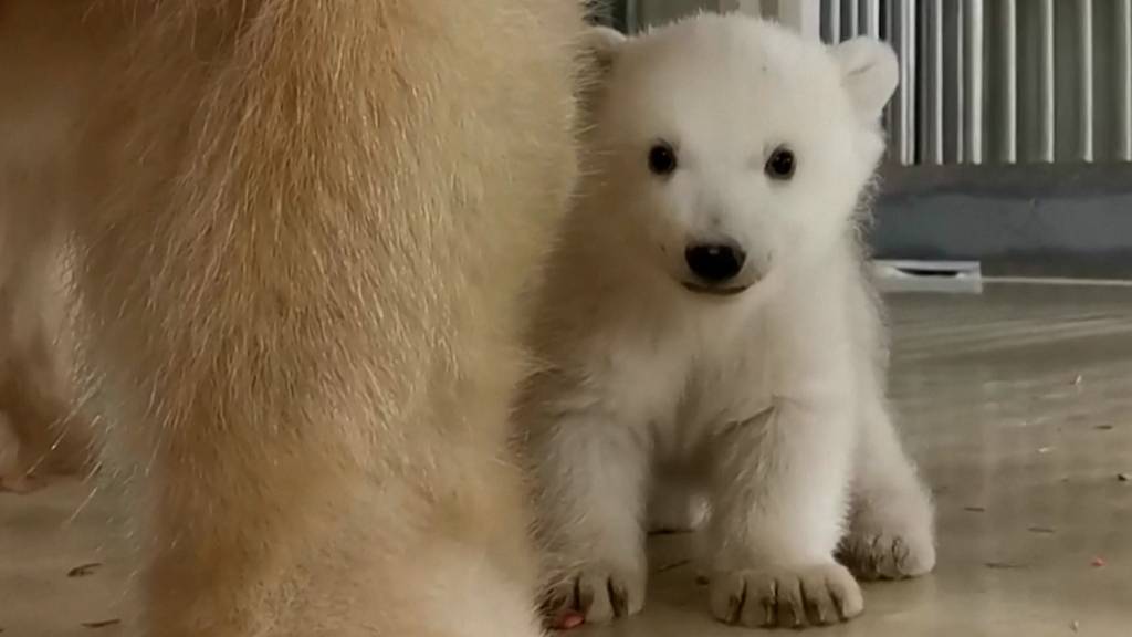 Herziger Eisbären-Nachwuchs erkundet erstmals sein Gehege