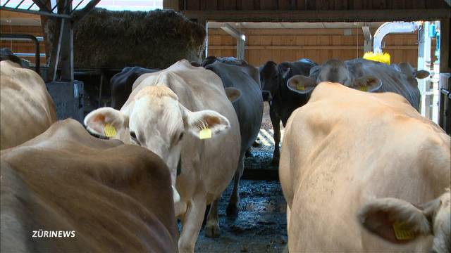 Bauern schlachten wegen Hitze ihre Kühe