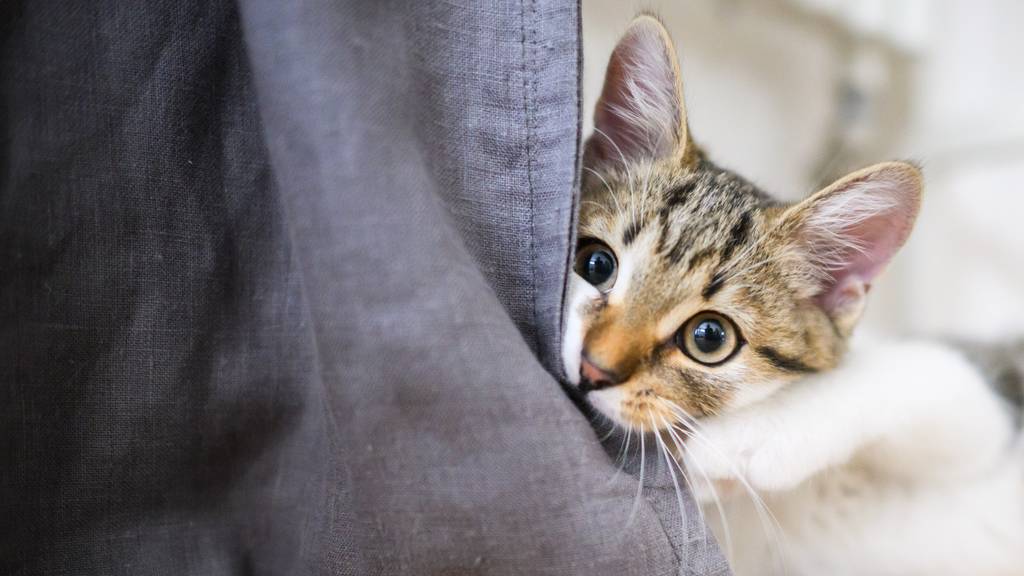 Die Katzen sind die beliebtesten Haustiere in Schweizer Haushalten. (Symbolbild)