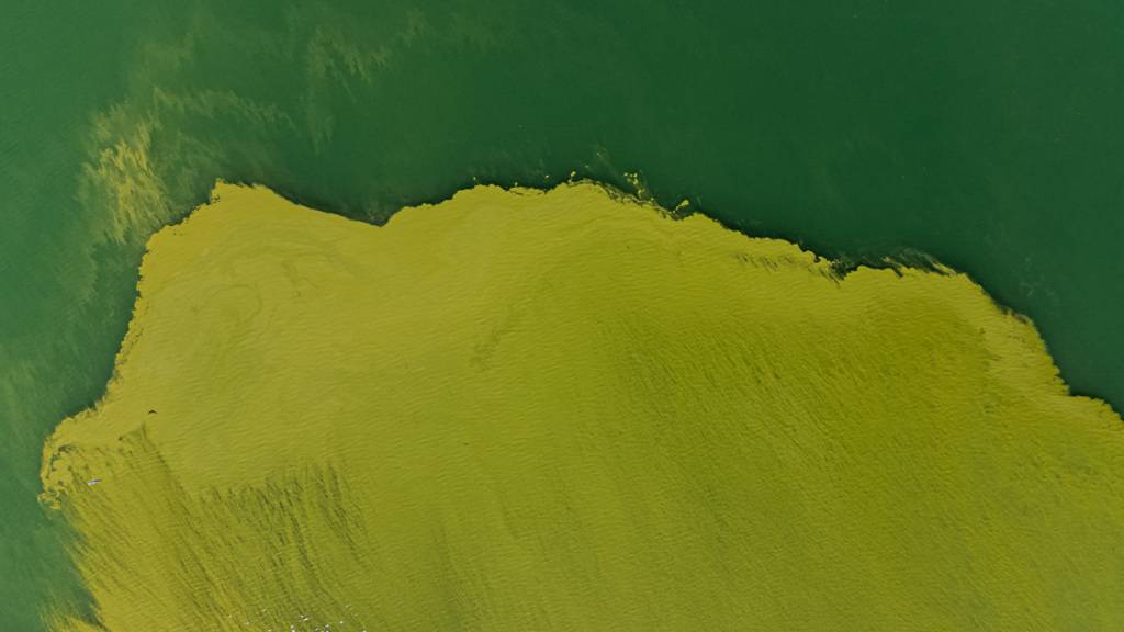 Bei warmem Wetter können sich Blaualgen in Seen rasch vermehren. (Symbolbild)