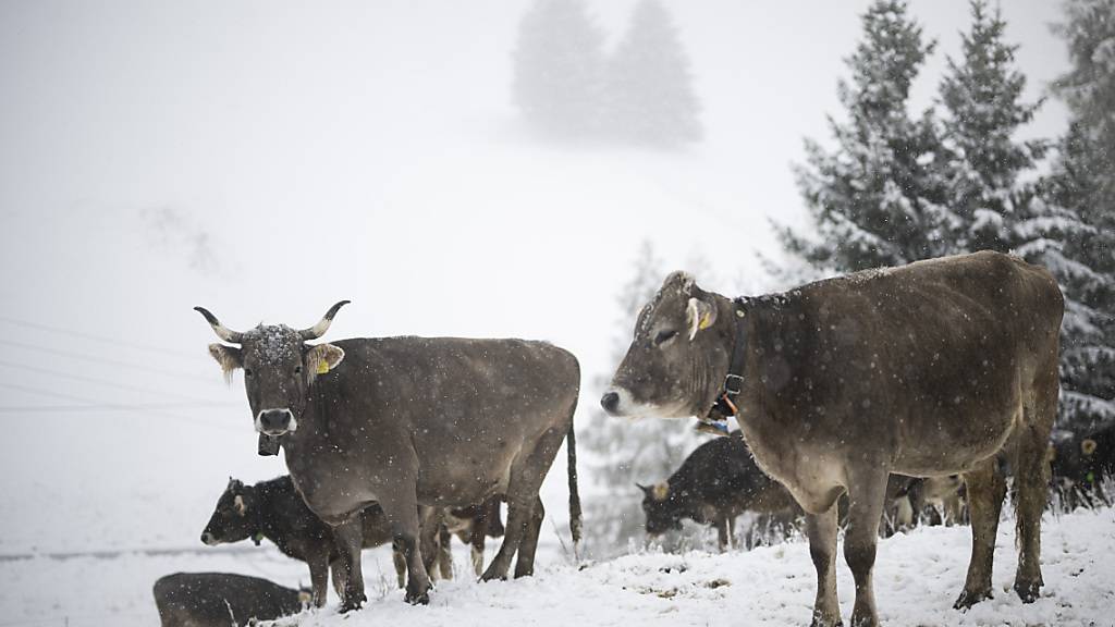 Kühe stehen im Neuschnee am Freitag  in St. Margrethenberg. Noch mehr Schnee fiel von Freitag bis Sonntagmittag im Wallis.