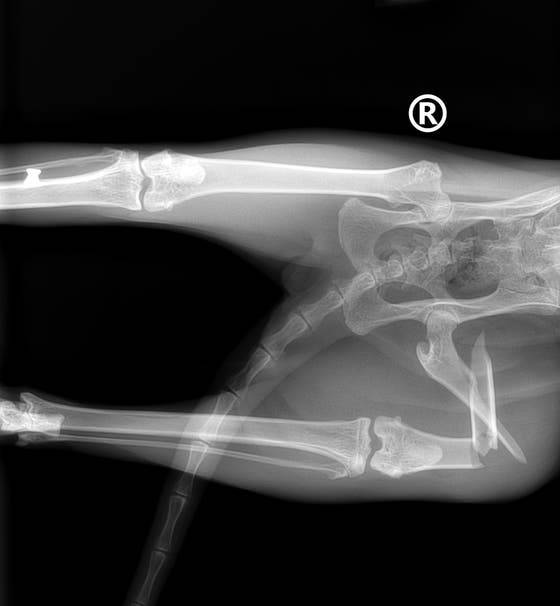 Röntgenaufnahme Katze Wilen 2