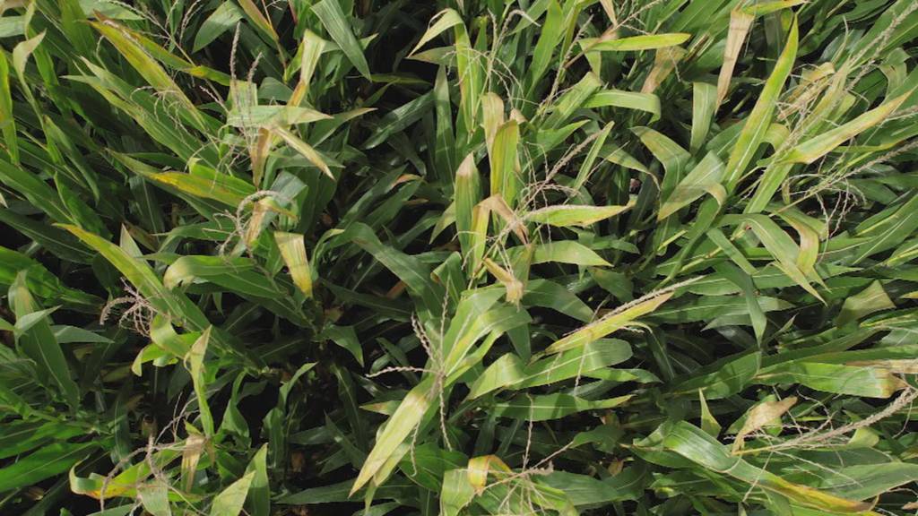 Maiswurzelbohrer lässt Rheintaler Bauern zittern