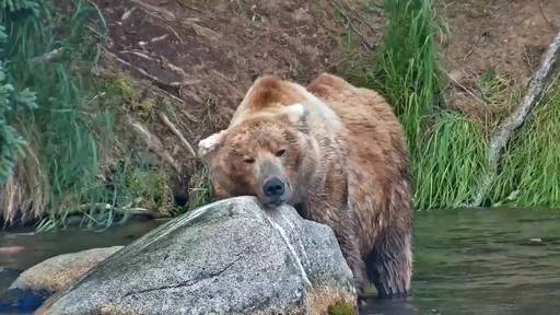 «Fat Bear»-Wahl kürt den fettesten Braunbär in Alaska 