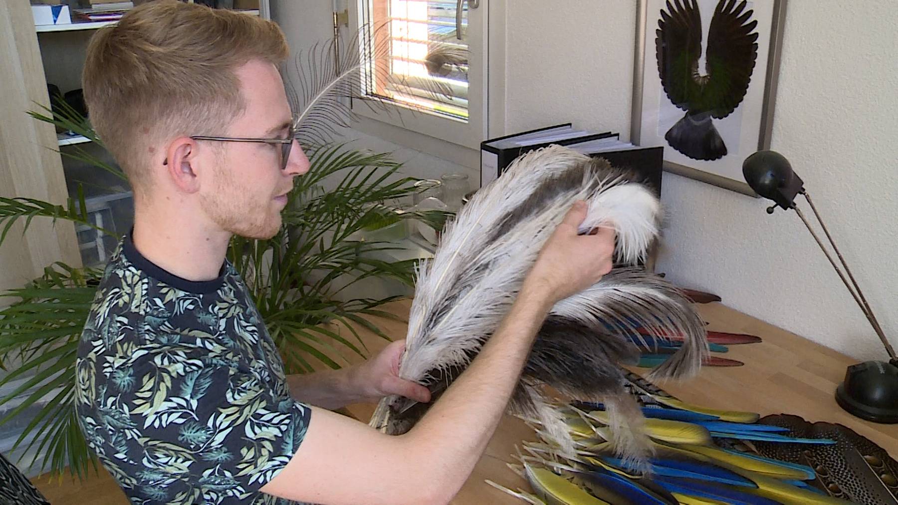 Faszination Vogelfedern
