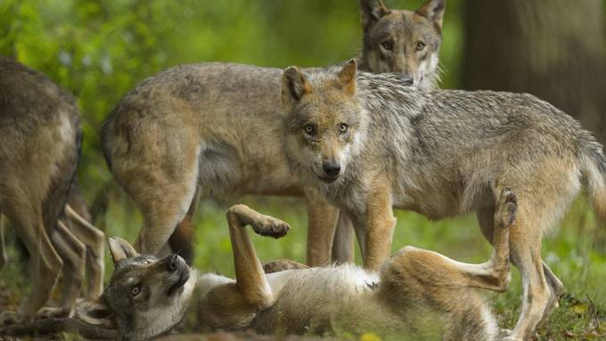 Kanton hat ganzes Wolfsrudel im Visier: «Auch Jungtiere zeigen problematisches Verhalten»