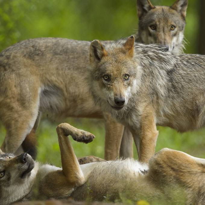 Kanton hat ganzes Wolfsrudel im Visier: «Auch Jungtiere zeigen problematisches Verhalten»