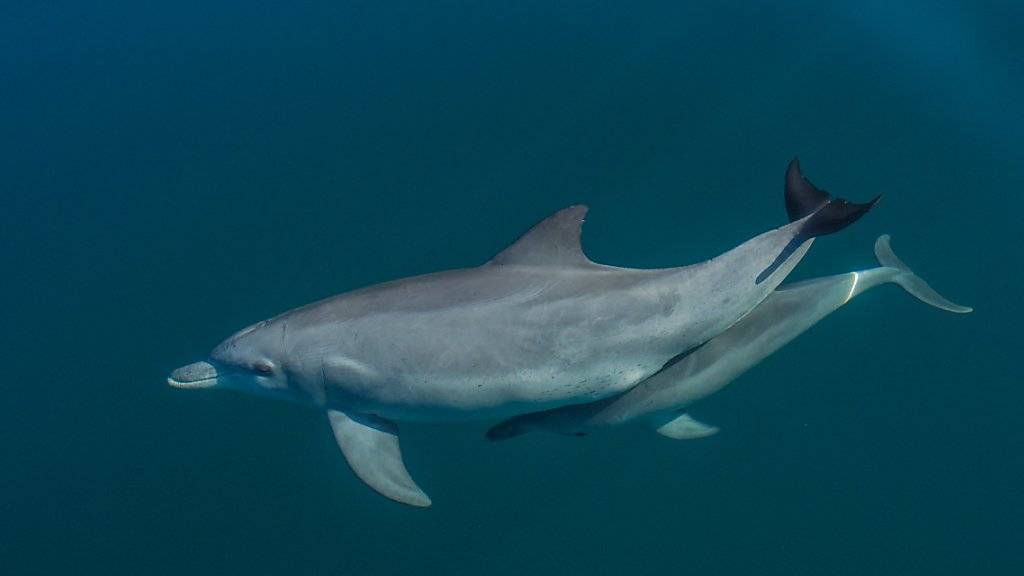Eine Delfinmutter mit ihrem Kalb. Nach einer Hitzewelle von 2011 brachten Delfine vor Australiens Westküste weniger Junge zur Welt.
