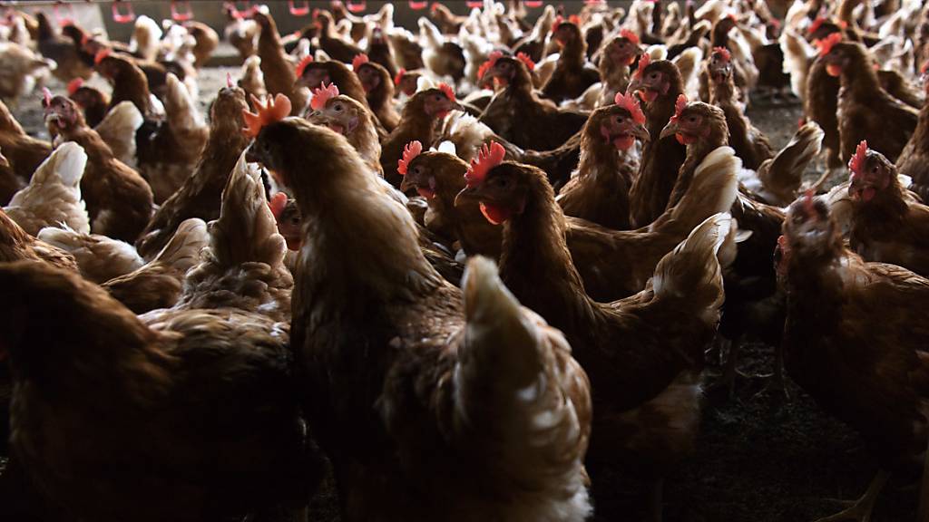 Die Vogelgrippe macht sich in Europa wieder breit. (Archivbild)