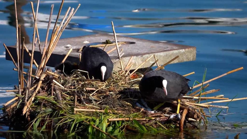 Blässhuhn-Familie lebt in Luzern in einem künstlichen Nest