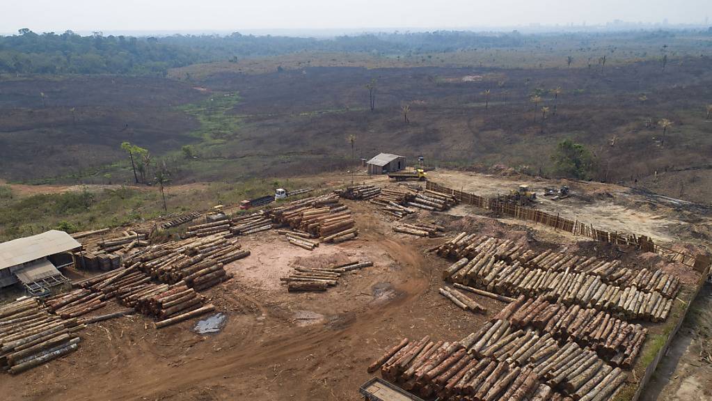 ARCHIV - Holzstämme werden in einem Sägewerk gestapelt, das von kürzlich verkohlten und abgeholzten Feldern umgeben ist. Trotz Beteuerungen der brasilianischen Regierung zum Schutz des Regenwaldes geht die Abholzung im brasilianischen Amazonasgebiet bisher in großem Maßstab weiter. Foto: Andre Penner/AP/dpa