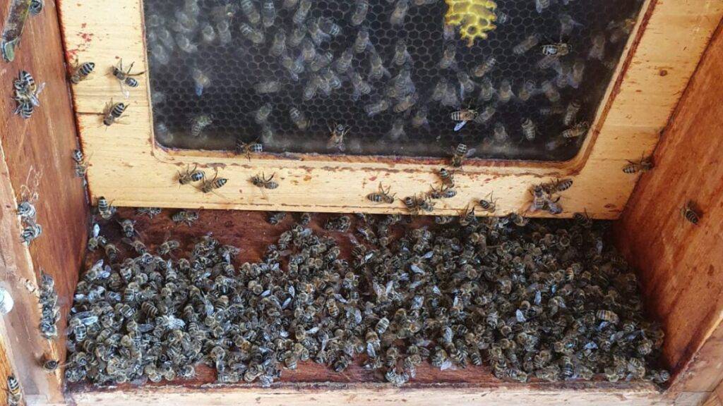 Tote Bienen nach einer Spinosad-Vergiftung.