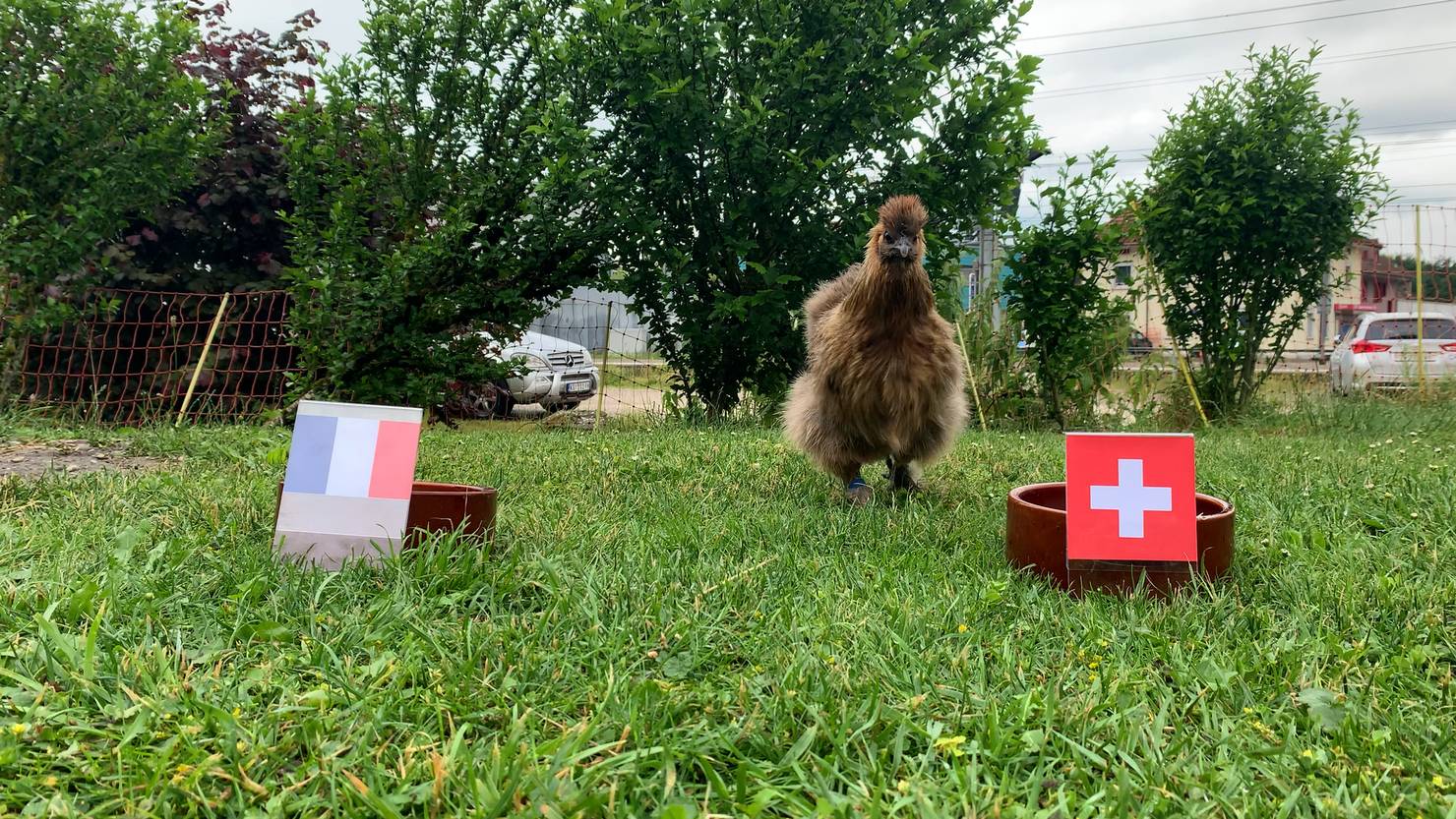 So tippt Hannelori für den EM-Achtelfinal der Schweiz ...