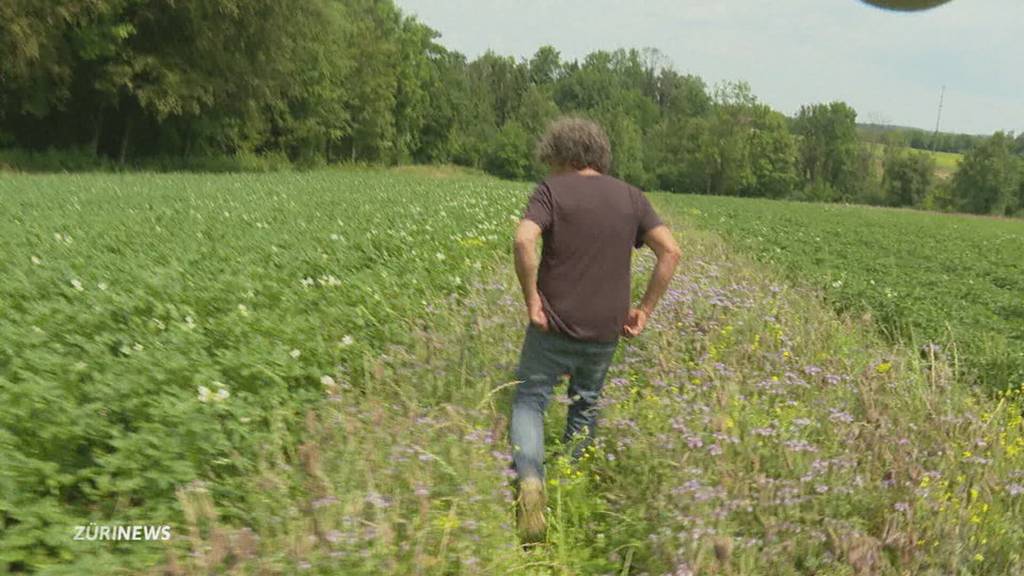 Kleiner Käfer macht Kartoffel-Bauern grosse Probleme