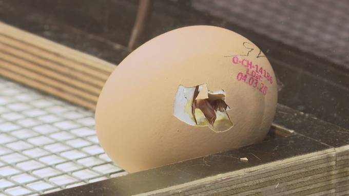 Küken schlüpfen live im Museum