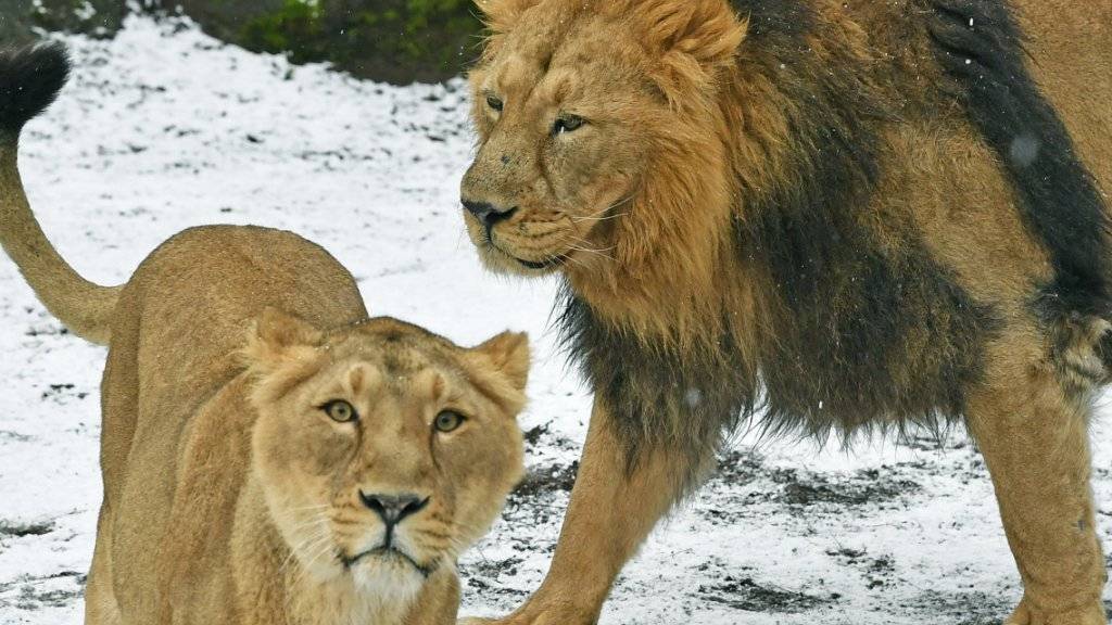 Insgesamt vier Indische Löwen leben im Zoo Zürich. In ihrer Heimat waren die Tiere vom Aussterben bedroht. Heute beträgt der Bestand rund 650 Tiere.