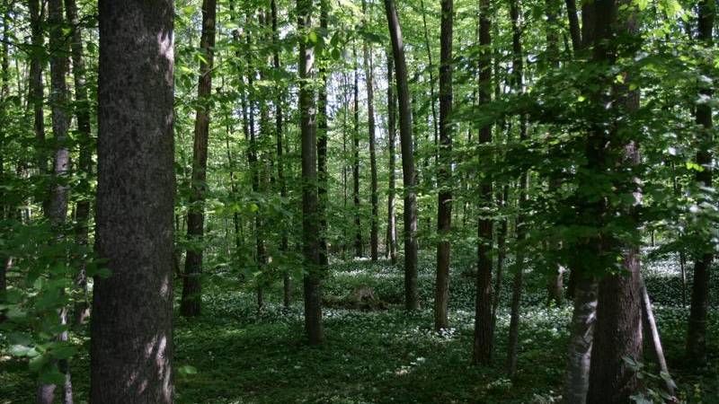 Das Verbot gilt im Wald und in Waldesnähe.