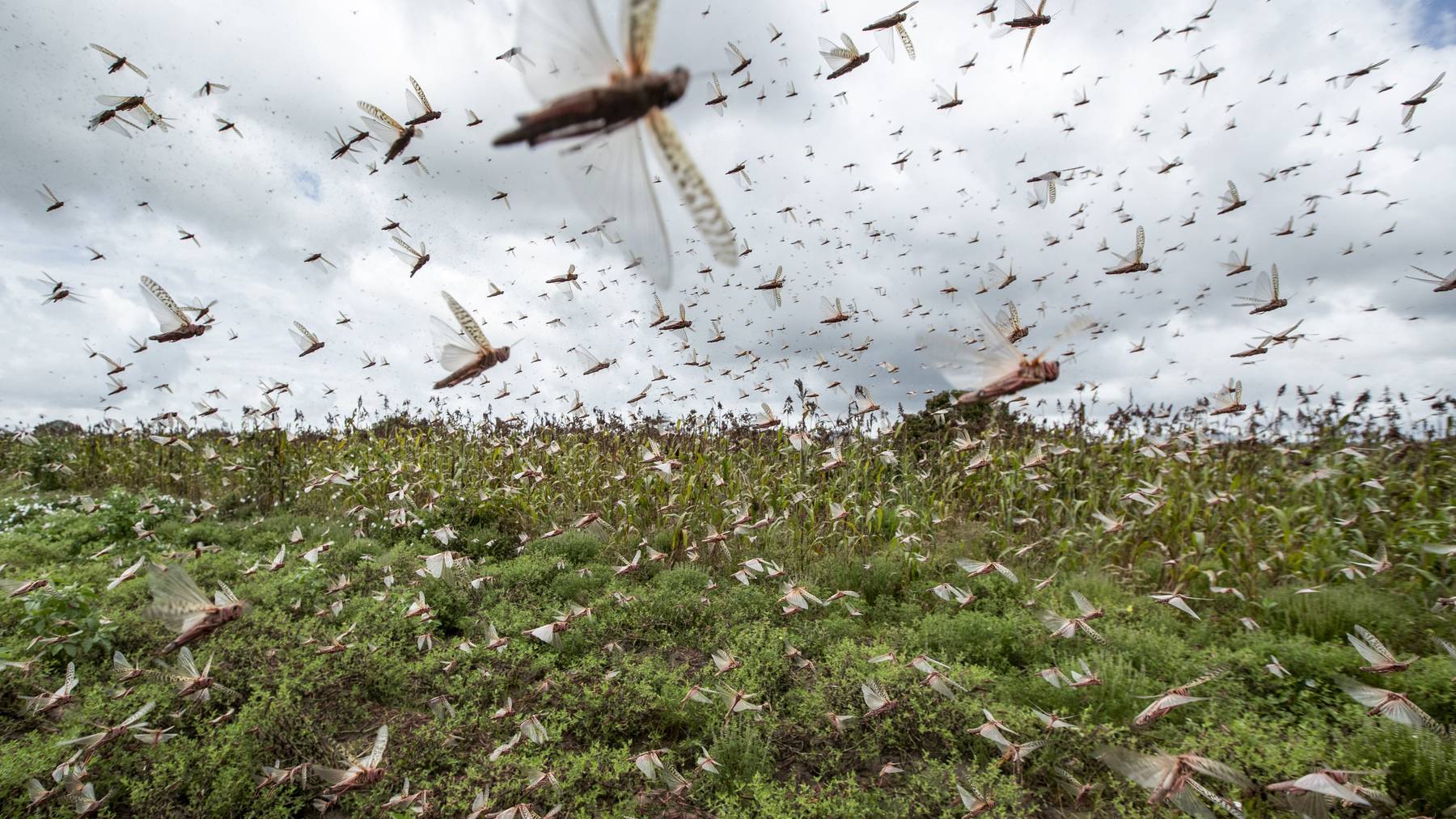 Ein Schwarm von Heuschrecken zieht durch Kenia.