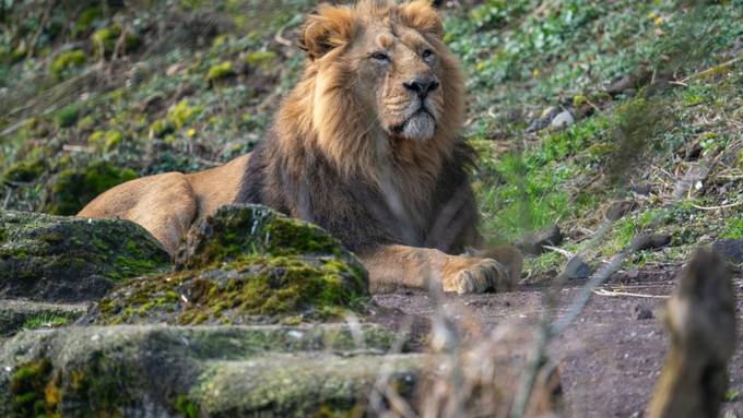 Zürcher Zoo muss Löwenmännchen Radja einschläfern