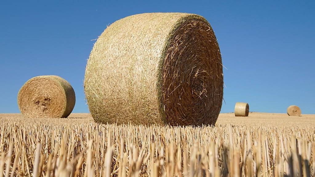 Eine Bäuerin ist im sankt-gallischen Murg von einem fallenden Strohballen getroffen und verletzt worden.