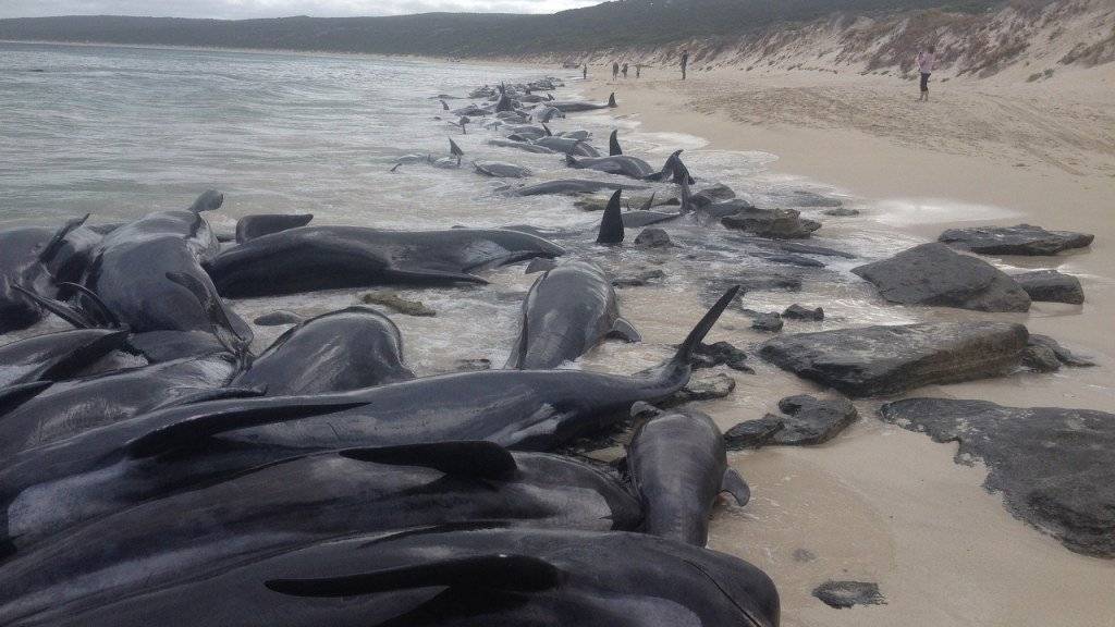 Die Ursache für das Massensterben ist unklar: Über 150 Wale - mehrheitlich Kurzflossen-Grindwale - gelangten an der Westküste Australiens an der Hamelin Bay rund 300 Kilometer südlich der Grossstadt Perth an Land und verendeten.