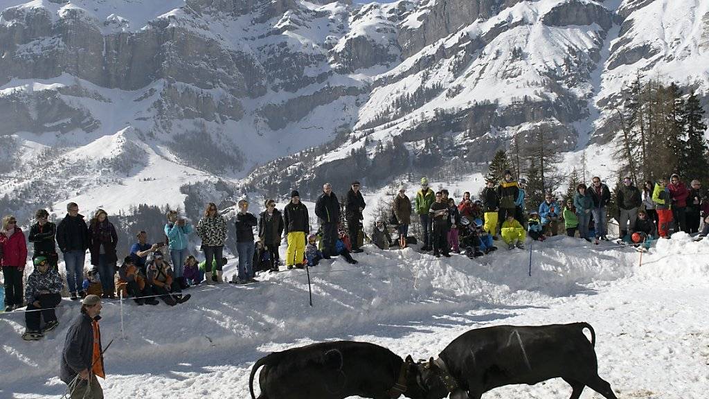 Rund 400 Zuschauerinnen und Zuschauer verfolgten am Samstag im Wallis die Ringkuhkämpfe der Eringer-Rasse in der Schnee-Arena von Flaschen bei Albinen.