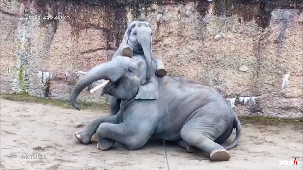 Wieder stirbt ein Elefant im Zoo Zürich