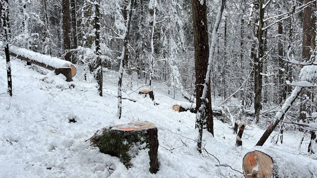 Ende März bis Anfang April sind in einem Wald in Versam auf Gemeindegebiet von Safiental illegal Bäume gefällt worden. Drei Jugendliche wurden dabei beobachtet und werden nun angezeigt.