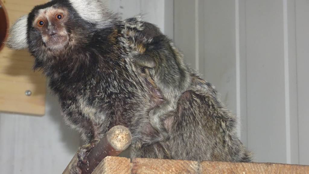 Affennachwuchs im Vogelpark Zeihen