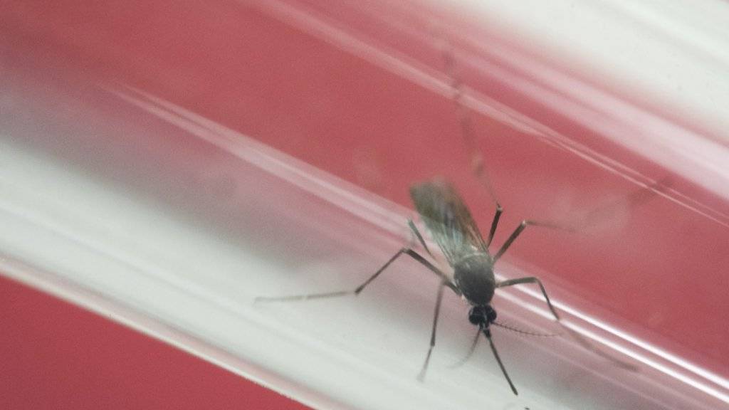 Mücken übertragen das Zika-Virus. (Archiv)