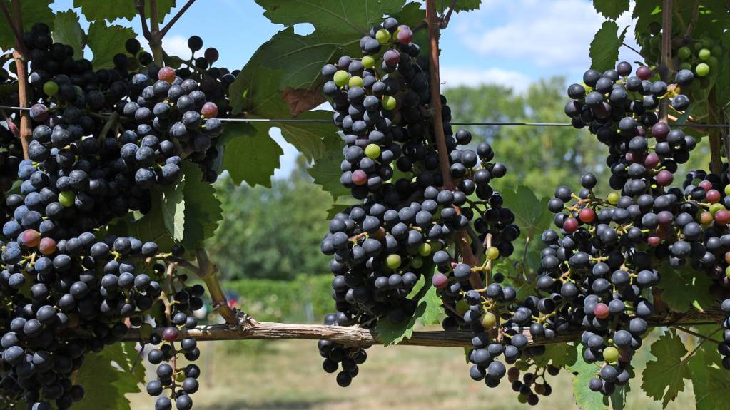 Trockenheit und Hitze könnte Weinlese im Kanton Luzern vorziehen