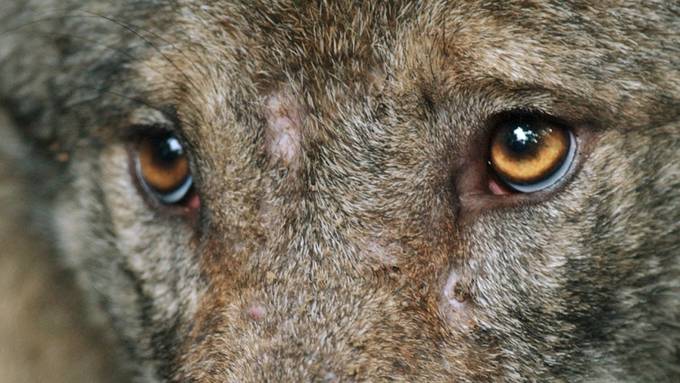 Erfolgreicher Abschuss: Der Schwarzenburger Wolf ist tot