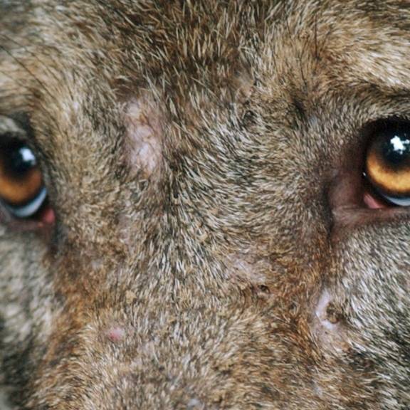 Erfolgreicher Abschuss: Der Schwarzenburger Wolf ist tot
