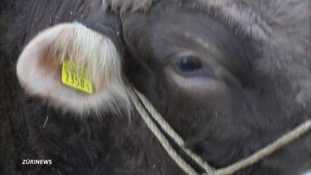 Mann durch Stier schwer verletzt