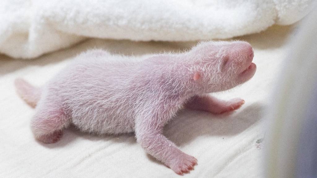 Putziger Panda-Nachwuchs in südkoreanischem Zoo