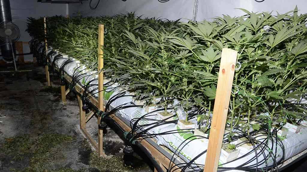 In einer Lagerhalle in Olten entdeckte die Polizei eine Hanfanlage mit 3000 Pflanzen.