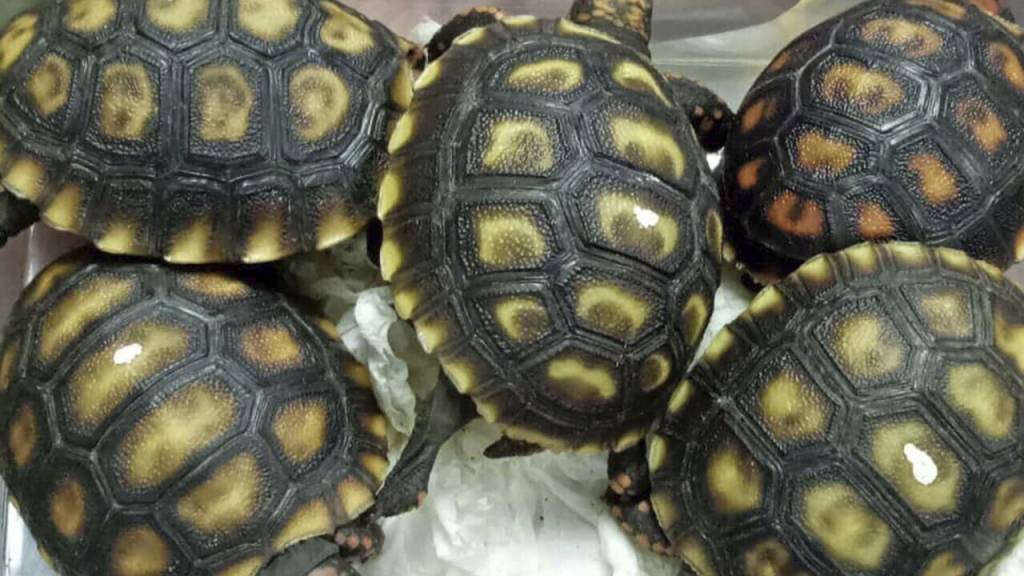 Schildkröten als Schmuggelware: 2019 retteten die Behörden der Philippinen die Reptilien im Bild. (Archivbild)