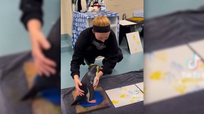 Pinguin Marley geht mit seiner Kunst viral