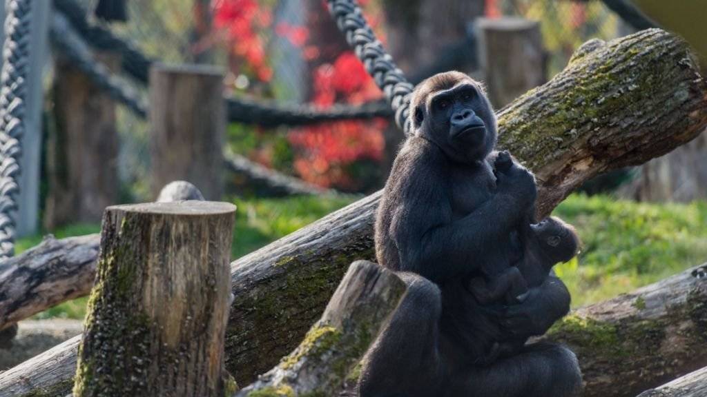 Gorilla-Dame Adira im Zoo Basel. Das von Rotterdam nach Basel gekommene Weibchen ist von den anderen Gorillas der Gruppe akzeptiert und darf bereits das Junge eines anderen Weibchens halten.